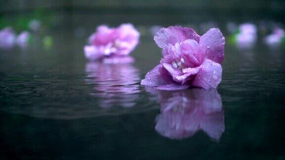 雨中花儿落在地上