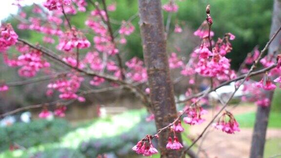早晨樱花慢镜头盛开着粉红色的日本樱花