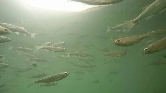 水下鱼群海洋生物以工业渔业和农业为主题