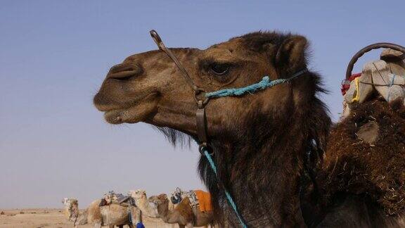 野生沙漠中棕色骆驼的头撒哈拉沙漠骆驼的口鼻