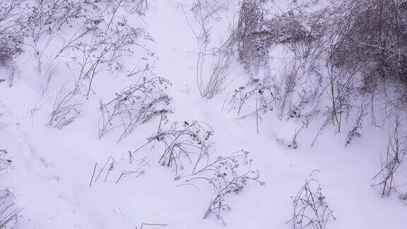 冬季景观与雪域拉普兰的鸟类山雀在雪中俯视图冬季暴风雪美丽的雪景背景