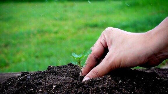 女人用手在土壤中种植小树的慢动作