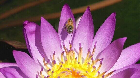 一只蜜蜂从睡莲上采集花蜜