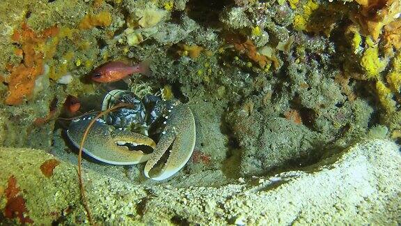 深海潜水在地中海-大龙虾在一个暗礁
