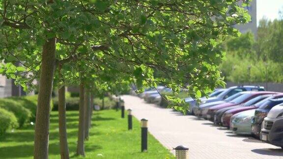 街道上绿油油的小树叶4K慢镜头60帧