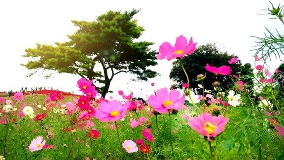 日本日立海滨公园的花和高隔山
