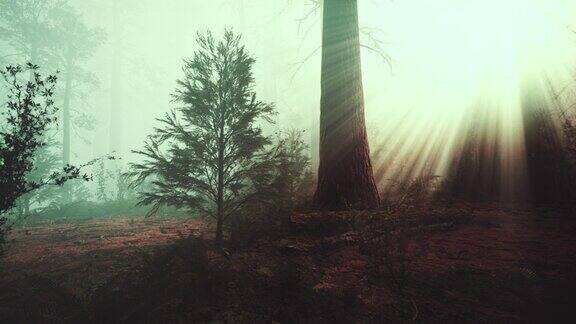 在一个雾蒙蒙的早晨在森林深处