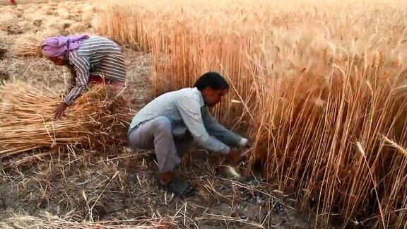 印度农民用镰刀收割小麦