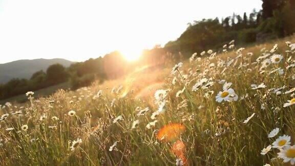 夕阳下的雏菊田