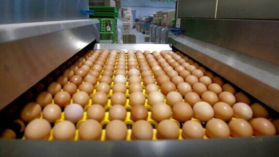 在工厂里分拣鸡蛋