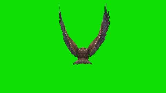 绿色屏幕上的鹰飞动画概念动物、野生动物、游戏、返校、3d动画、短视频、电影、卡通、有机、色度键、角色动画、设计元素、可循环