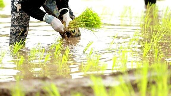 农民在稻田里种植水稻慢镜头