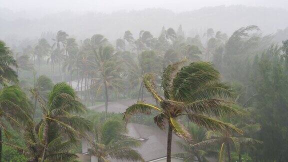 热带风暴袭击棕榈树