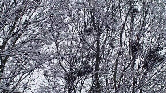 一群黑乌鸦栖息在白雪覆盖的树上