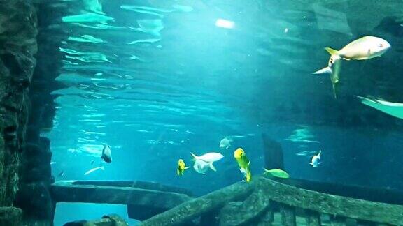 蝙蝠鳐也叫斑鹰鳐海洋水族馆充满热带鱼和植物