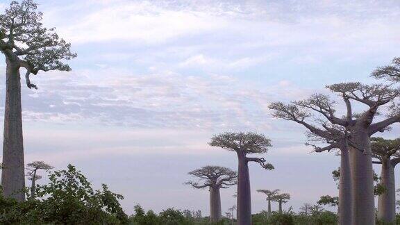 美丽的猴面包树在马达加斯加的猴面包树大道上