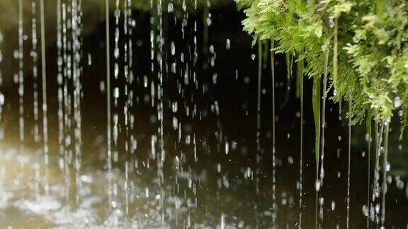水从苔藓上滴落的慢镜头特写