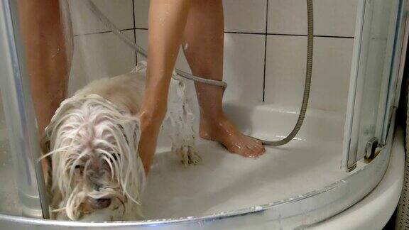 一只马耳他小狗正在洗澡