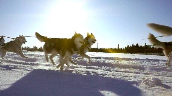 由狗驾驭的哈士奇犬和人一起拉雪橇慢动作视频循环播放