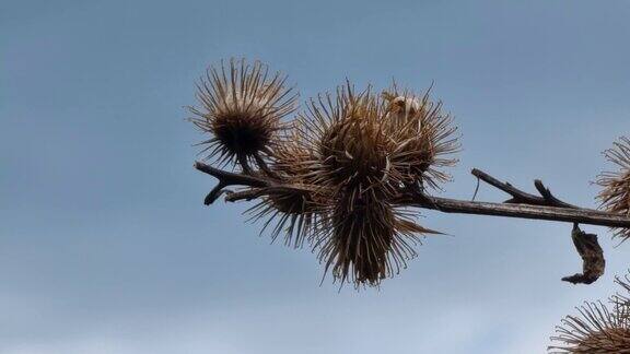 在湛蓝的天空下一颗长在茎上的干蓟种子特写镜头