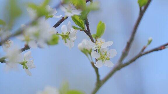 春天开白花的樱桃树美丽的白色樱桃春天的花朵枝上自然苏醒缓慢的运动