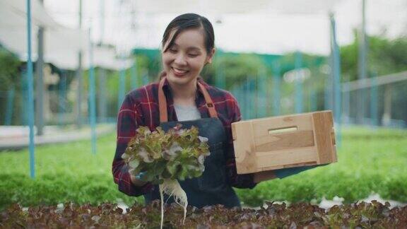 农民在水培农场收获蔬菜