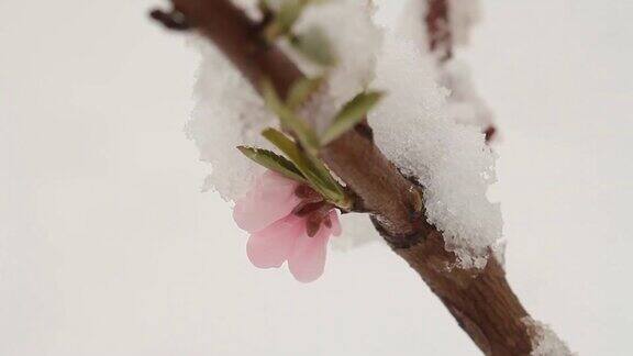 4月份下雪白雪覆盖了开花的果树