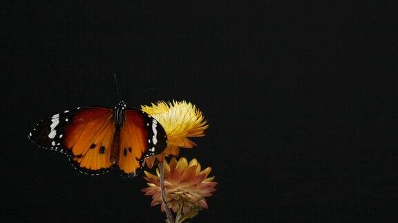 虎蝶在黄花上