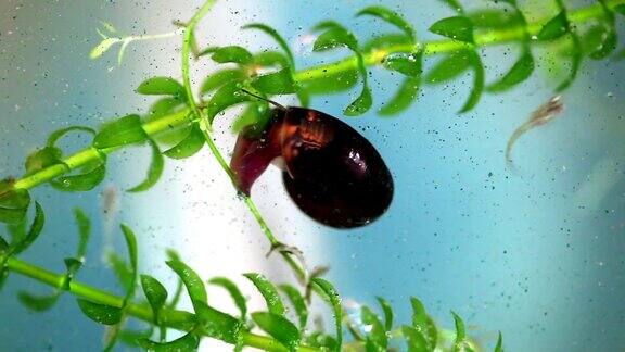 蜗牛在水族馆爬行