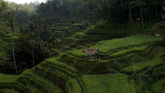 印度尼西亚巴厘岛稻田上雾蒙蒙的日出