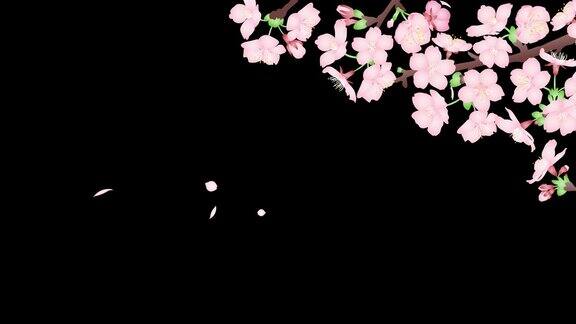 循环动画4k视频素材的樱花随风摇曳和飘落的花瓣带有alpha频道