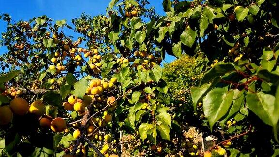 在一个阳光明媚的夏日在树上收获了成熟的杏子有机食品