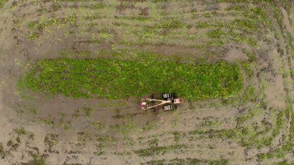 航拍的农民正在犁地准备种植水稻