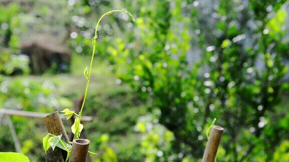 草本植物