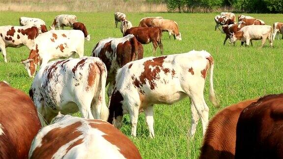 许多牛在田里吃草
