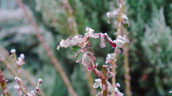 花园里植物上的第一层霜玫瑰的叶子上结了霜