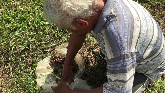一位老人正在从树上采摘印加花生