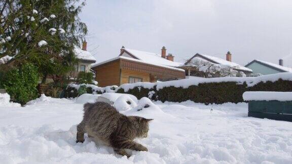 特写:成年的棕色虎斑猫在白雪覆盖的后院玩雪球