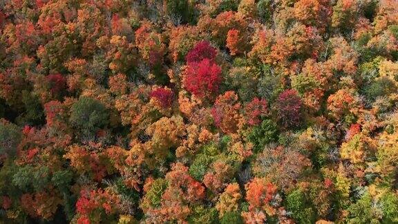 加拿大魁北克省秋天多色北方森林和劳伦山景观的鸟瞰图