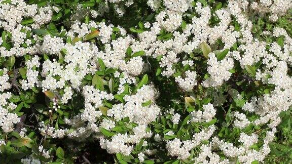 白色的花朵在夏天盛开有蜜蜂