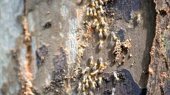 白蚁在木树上爬行