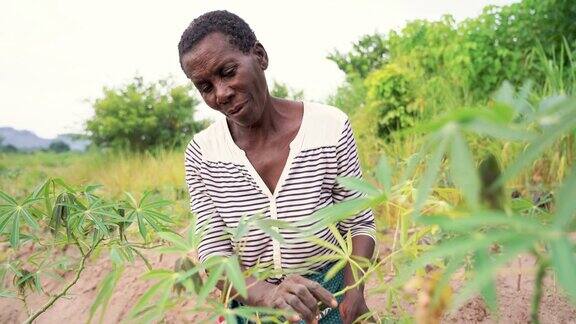 非洲马拉维种植木薯的女性农民