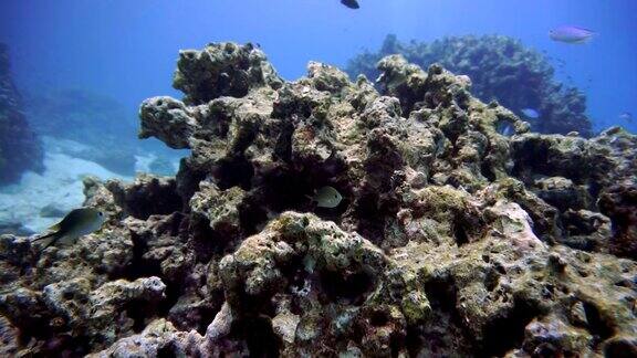 受破坏的脆弱生态系统和海洋环境中的珊瑚礁白化