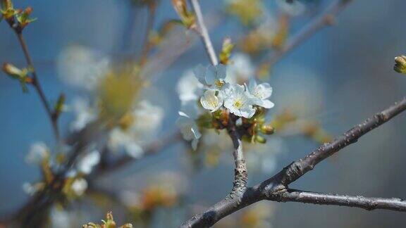 春天果园里娇嫩的樱花特写慢动作视差视频散景背景
