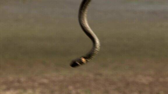 草蛇有时被称为环蛇或水蛇是一种欧亚无毒蛇