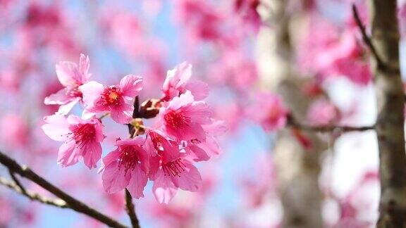 盛开的粉红樱桃枝
