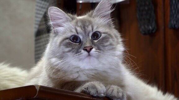 西伯利亚彩色点母猫画像