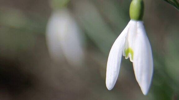 早春的花森林里白色的雪花莲有着美丽模糊的背景