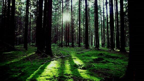 阳光追踪镜头中的绿色森林