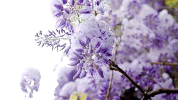 盛开的紫藤树在春天